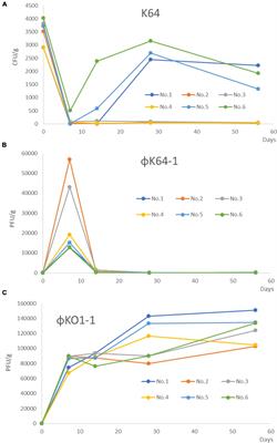 Decolonization of carbapenem-resistant Klebsiella pneumoniae from the intestinal microbiota of model mice by phages targeting two surface structures